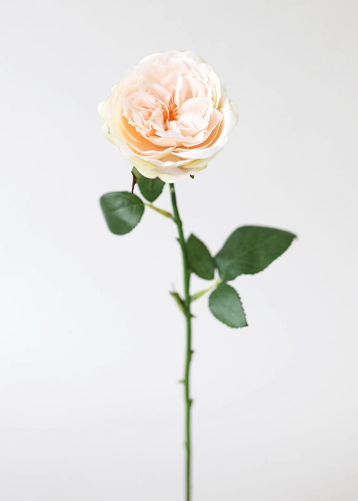 Peach Artificial English Cabbage Rose - 20.5"