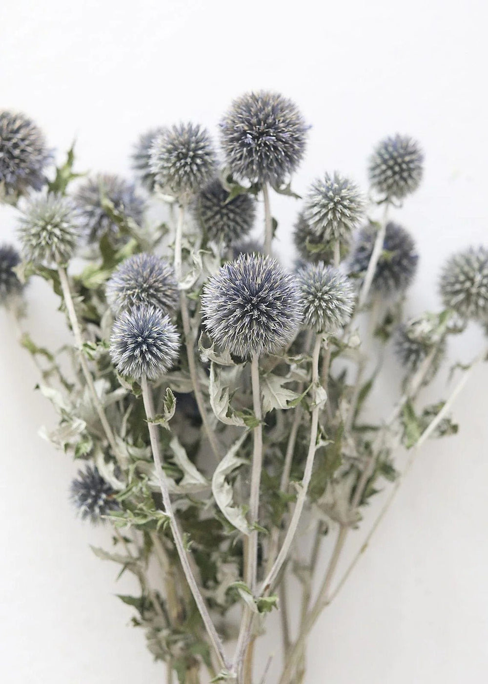 Blue Dried Echinops Globe Thistles - 16 - 22" - Tiny Porcelain