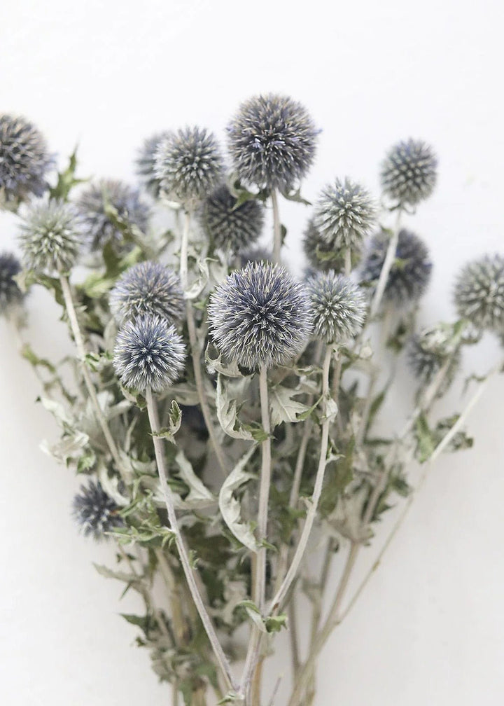 Blue Dried Echinops Globe Thistles - 16 - 22" - Tiny Porcelain