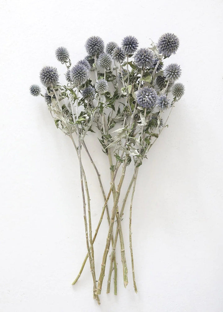 Blue Dried Echinops Globe Thistles - 16 - 22" - Tiny Porcelain