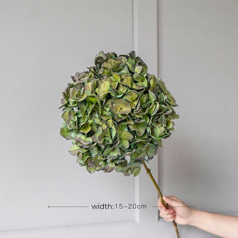 Dried Flower Dried Hydrangea Nature Random Color - Tiny Porcelain